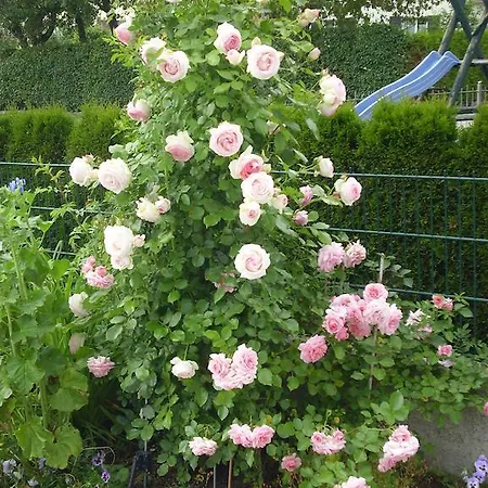 Maria Waldblick 95 Qm, Burtenbach